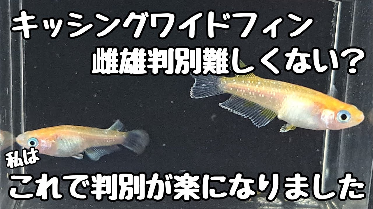 ルナイエロー　キッシングワイドフィン